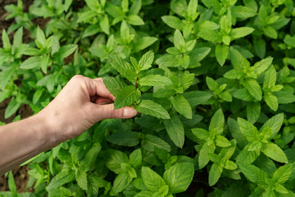 Hierbas y plantas